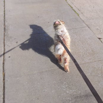 Pure Energy Pet Care - Pure Energy's Dog Walking service is available as needed. Call us today at 714-381-8132 to schedule a "Free" consultation. - Pet Sitting Near Me Pure Energy Pet Care - Pure Energy's Dog Walking service is available as needed. Call us today at 714-381-8132 to schedule a "Free" consultation. - Pet Sitting Near Me
