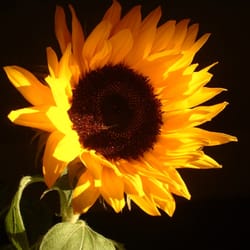 Pusteblume