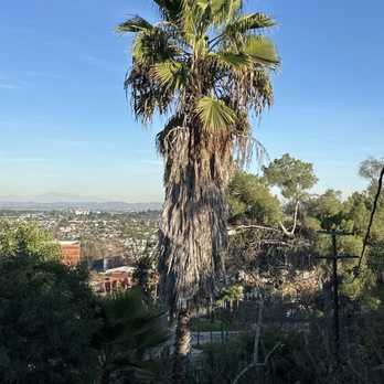 JYL Affordable Tree Care Services - Before - Tree Services Near Me - Lynwood , California JYL Affordable Tree Care Services - Before - Tree Services Near Me - Lynwood , California