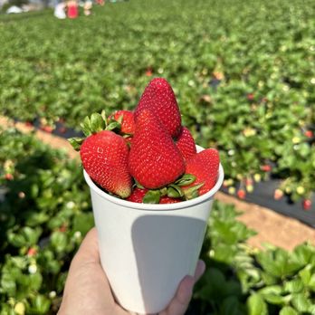 Kenny's Strawberry Farm - Fruits & Veggies Near Me - Fallbrook, California