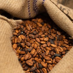 Cocoa beans that we turn into bean-to-bar chocolate.