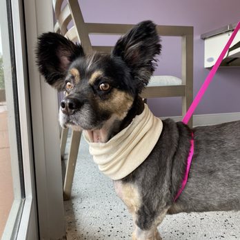 Violet Crown Veterinary Specialists - Huey right after his surgery :) - Emergency Pet Hospital Near Me - Bee Cave, Texas Violet Crown Veterinary Specialists - Huey right after his surgery :) - Emergency Pet Hospital Near Me - Bee Cave, Texas