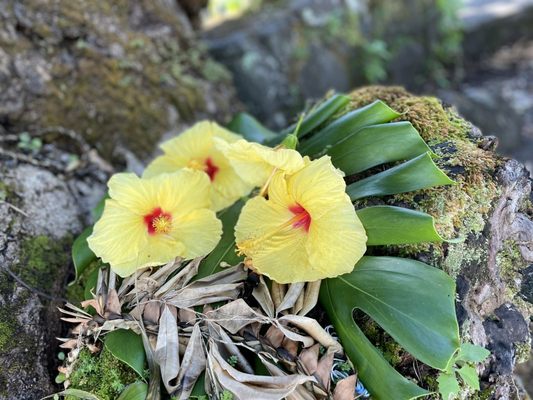 Rainbow Falls by null