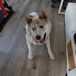 Paws & Cuddles Daycare & Boarding