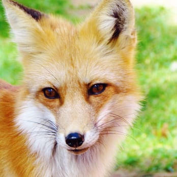 Bearizona - Beautiful fox - Zoos Near Me - Williams, Arizona Bearizona - Beautiful fox - Zoos Near Me - Williams, Arizona