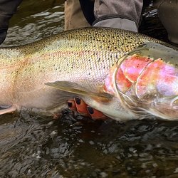 Sportsman's Warehouse - A customer I guided holding my Steelhead for size reference Thank you Sportsman's Warehouse Alaska. Keep up the great team work!