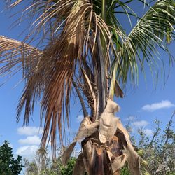 Becker Tree Farm & Nursery