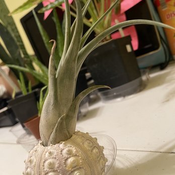 The Good Day Garden - Air plant - Nurseries & Gardening Near Me - Indianapolis, Indiana