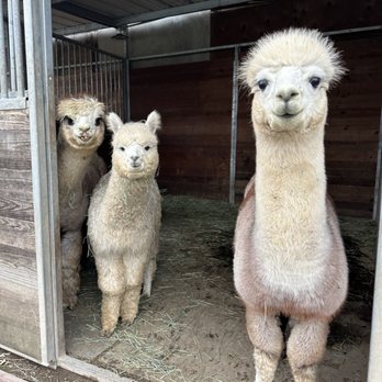 Myrtle Farm Montessori School - Friendly Alpacas! - Montessori Schools Near Me - Concord, California Myrtle Farm Montessori School - Friendly Alpacas! - Montessori Schools Near Me - Concord, California