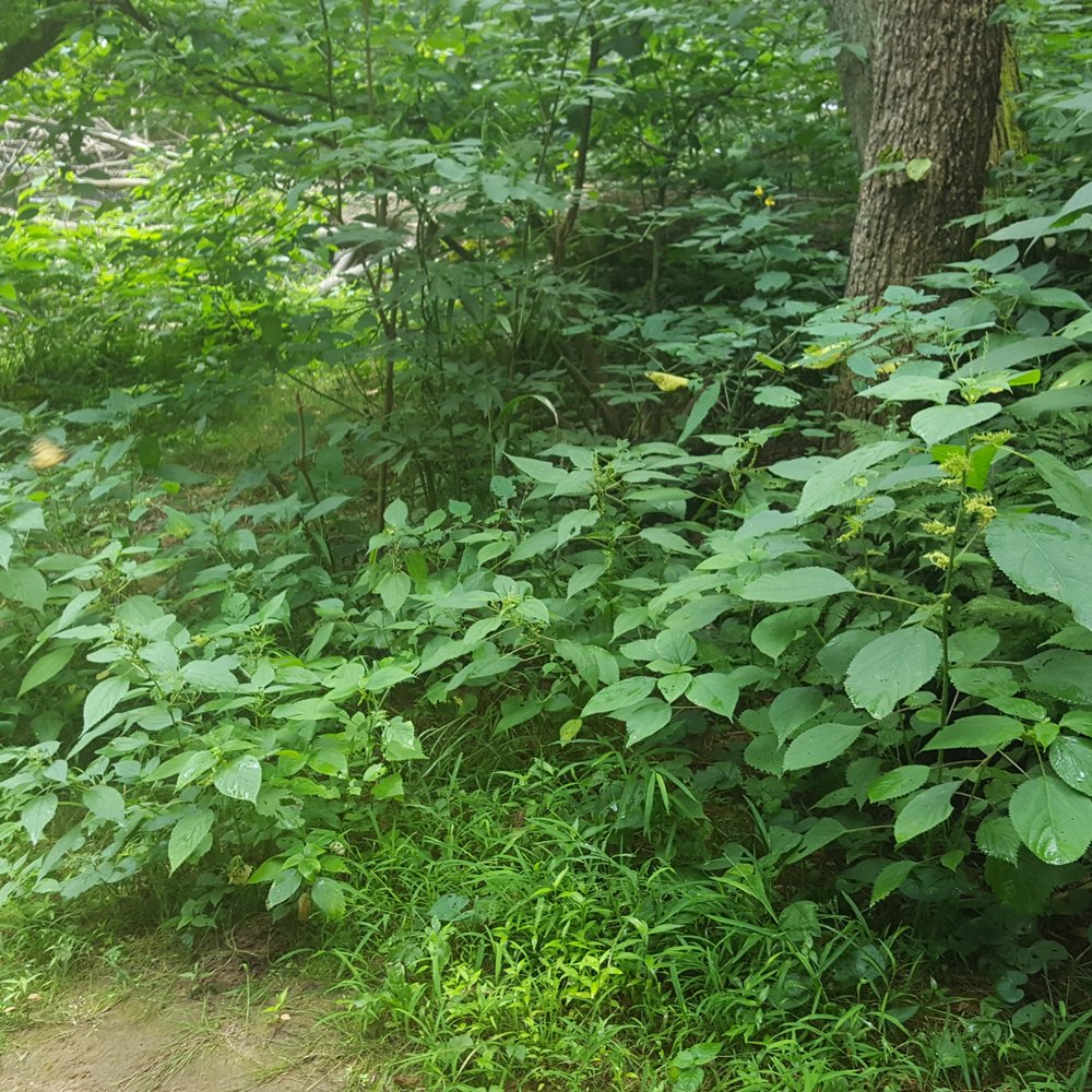 Mohican State Park - Hiking Near Me - Loudonville, Ohio