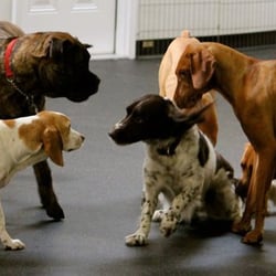 Fido Fitness Club - fido fitness club members