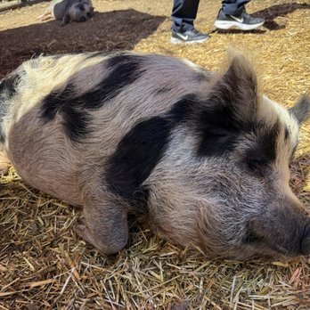 SoCalMiniPigs - Pet Breeders Near Me - Valley Center, California