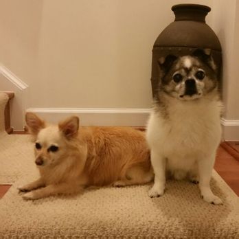 K9 Nirvana Pet Care - Dog Walkers Near Me