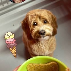 Pawllywood - Ice-cream treat!