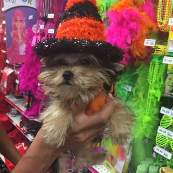 Collier Ranch Yorkies - Where is the party? - Pet Breeders Near Me Collier Ranch Yorkies - Where is the party? - Pet Breeders Near Me