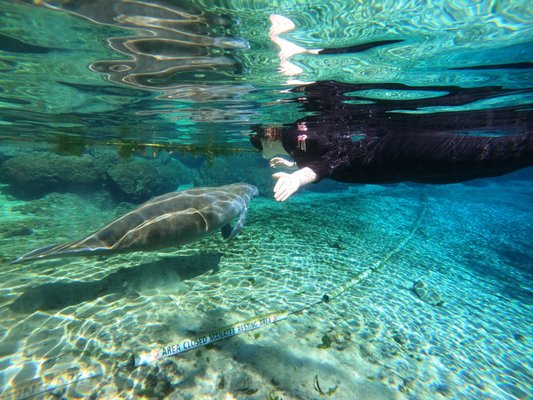 MANATEES IN PARADISE - 18 Photos & 16 Reviews - 940 NW 5th Terrace