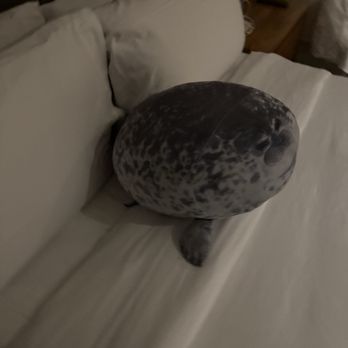 Double Tree - They tucked in my seal. - Hotels Near Me - Ciudad de México, DIF Double Tree - They tucked in my seal. - Hotels Near Me - Ciudad de México, DIF