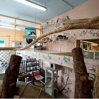The Cat House Hotel - Pet Boarding Near Me - Santa Barbara, California The Cat House Hotel - Pet Boarding Near Me - Santa Barbara, California