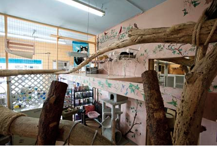 Luxury Cat Accomodations - Take a look at our secure feline facility for your furry friend. Luxury Cat Accomodations - Take a look at our secure feline facility for your furry friend.