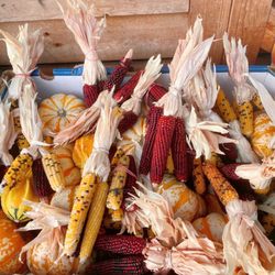 Autumn harvest