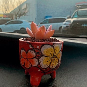 Four Seasons Succulents - Snow Angel - Nurseries & Gardening Near Me - San Leandro, California Four Seasons Succulents - Snow Angel - Nurseries & Gardening Near Me - San Leandro, California