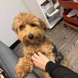 Kathrina Agatep, DDS - Dental Design SD - Mr Alfie the Dentist doggy