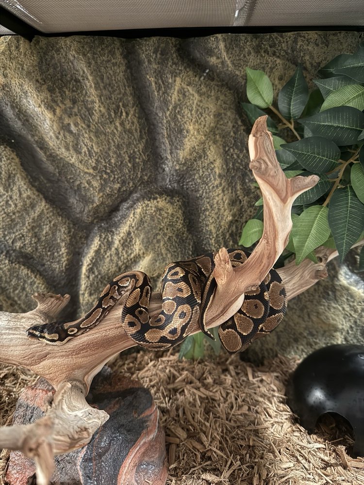 The Serpentarium - reptile breeding in Lodi, CA