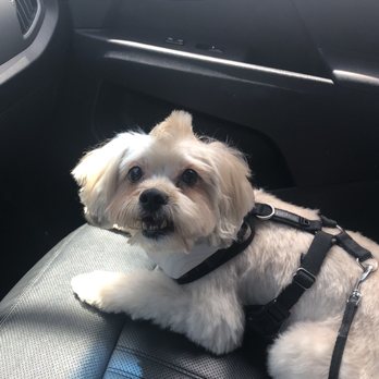 Orange Grooming - Pet Groomers Near Me - Miami, Florida