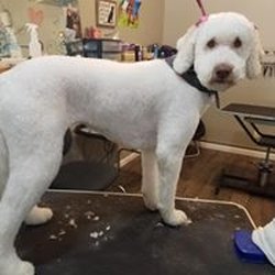 Marcie's Pet Spa - We groom ooodles of doodles!!