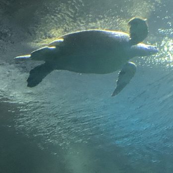 Shark Reef Aquarium at Mandalay Bay - Turtle - Aquariums Near Me - Las Vegas, Nevada