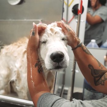 Barkbus Mobile Dog Grooming - Pet Groomers Near Me Barkbus Mobile Dog Grooming - Pet Groomers Near Me