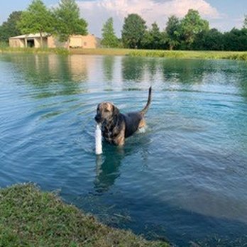 Kickapoo Ranch Pet Resort - Delilah enjoying pond time - Pet Groomers Near Me - Waller, Texas