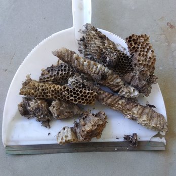 Advantage Pest Control - Wasp nest missed by Advantage Pest Control. - Pest Control Near Me - Oshkosh, Wisconsin Advantage Pest Control - Wasp nest missed by Advantage Pest Control. - Pest Control Near Me - Oshkosh, Wisconsin