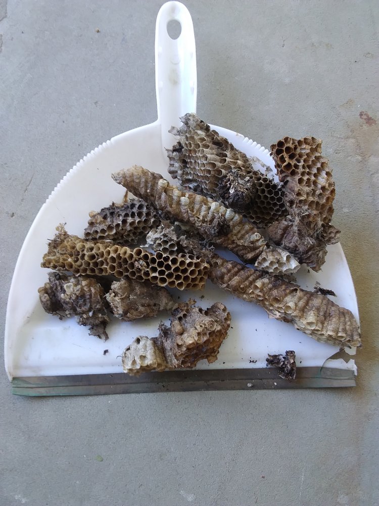 ADVANTAGE PEST CONTROL Updated July 2024 Oshkosh, Wisconsin Pest