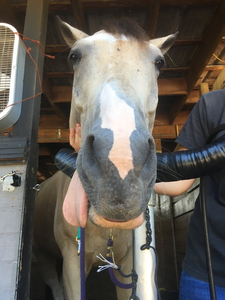 FARM & FIELD VETERINARY SERVICE Updated October 2024 Brooksville