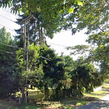 Treebulance Tree Service - Two 50 year old fir trees under the power lines that had been topped/trimmed by the power company for years. - Tree Services Near Me