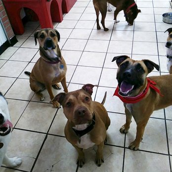Palisades Pups - Pet Groomers Near Me - Jersey City, New Jersey