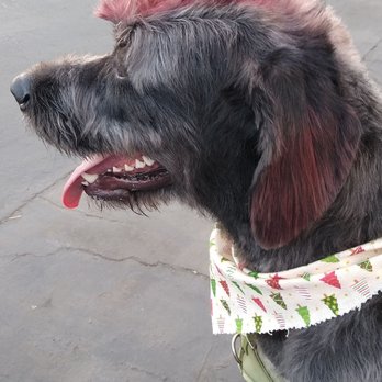 Pets Love Us - Pet Groomers Near Me - Whittier, California Pets Love Us - Pet Groomers Near Me - Whittier, California