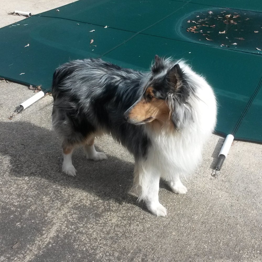 BARK AVENUE PET SPA & BOUTIQUE Updated September 2024 34 Photos