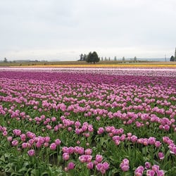 Tulip Country Bike Tours