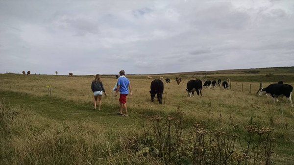 Godrevy Lighthouse by null