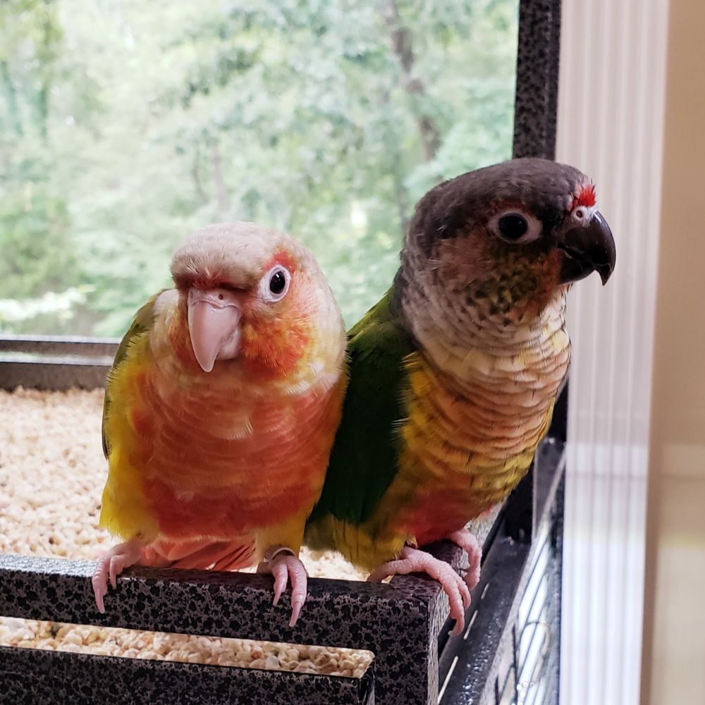 Cherry and Skittles