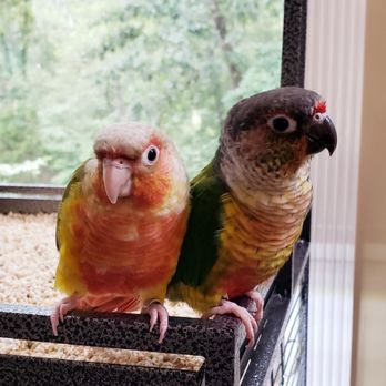 Petco - Cherry and Skittles - Pet Training Near Me - Huntersville, North Carolina