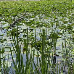 Lac Lawrann Conservancy