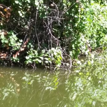 Premier Boat Tours - Boat Tours Near Me - Mount Dora, Florida Premier Boat Tours - Boat Tours Near Me - Mount Dora, Florida