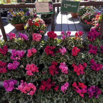 Armstrong Garden Centers - My favorite things! - Nurseries & Gardening Near Me - Newport Beach, California