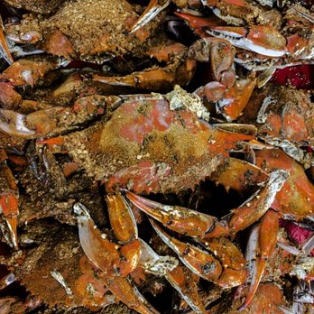 Anne Arundel Seafood - a pile of crabs - Seafood Near Me - Pasadena, Maryland Anne Arundel Seafood - a pile of crabs - Seafood Near Me - Pasadena, Maryland