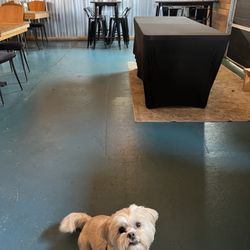 10-56 Brewing Company - Dog friendly