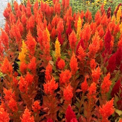Campbell Road Nursery