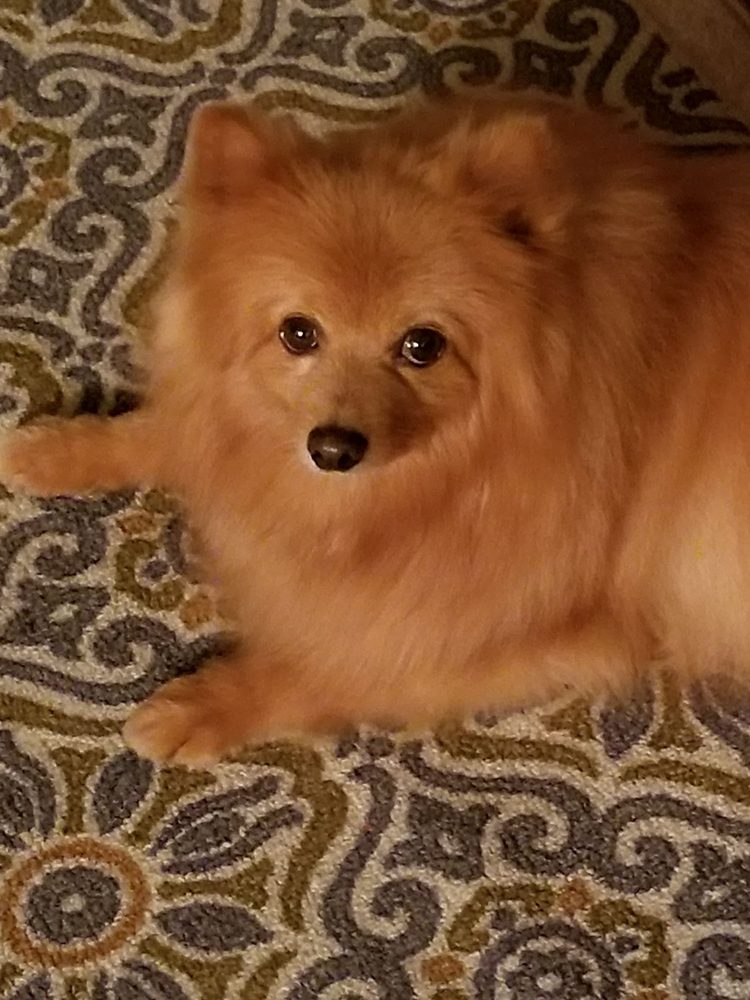 HEAD TO TAIL PET GROOMING 104 Photos & 30 Reviews 35009 Yucaipa